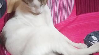Nice Cat Cute Video