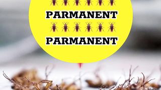 BEST Roach killer GEL????????????????#shortsfeed #youtubeshorts #foryou #whatsapp #viral #trending #status