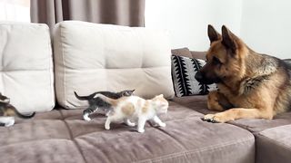 German Shepherd Attacked by Cute Tiny Kittens