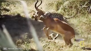 Mundo animal: luta pela sobrevivência