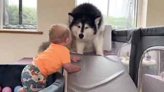 Adorable Baby Boy Talks To His Dogs!