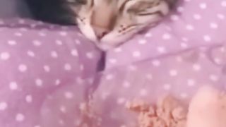 Cats eat