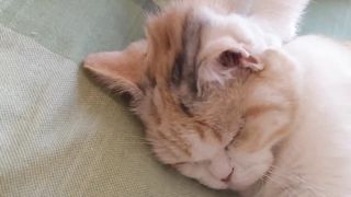 Love cat 3