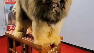 tibeat mastiff