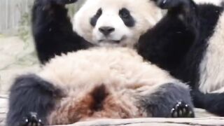 Panda 9