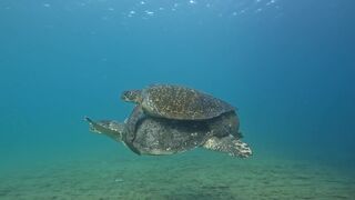 Carpooling in the Galapagos