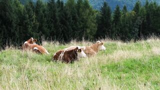 Highland cattle/Cow