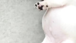 Pet 13