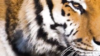 5 facts about tiger