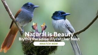 Rare Sighting: Blyth's Paradise-Flycatcher Nest