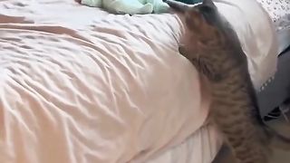 Funny Cat & kid video funniest animals