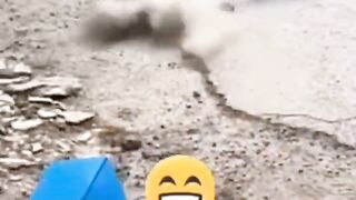 Funny Dog 12