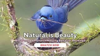Black-naped Monarch Nesting Behavior Revealed