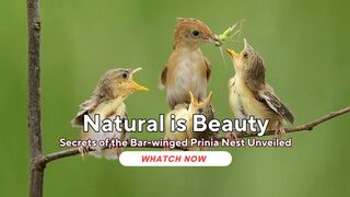 Secrets of the Bar-winged Prinia Nest Unveiled