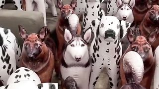 Can you find the real dog? #shorts