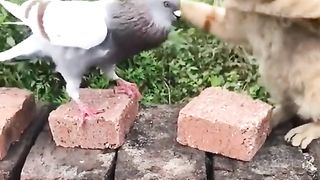 Funny video???? pigeon and cat