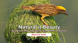 Baya Weaver (Ploceus philippinus): A Masterful Avian Architect