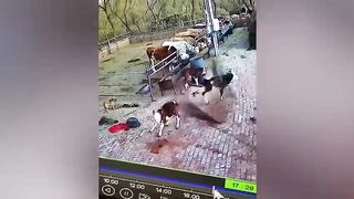 Funny Animal That Will Absolutely Brighten Up Your Day