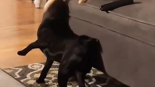 Funny Dogs Playing