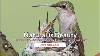 Secrets of the Miniature Architects: Inside the Hummingbird Nest