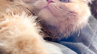 Funny cat video 31