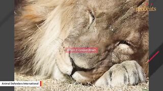 15-year-old lion feels grass for first time