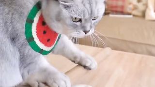 This is a housewife cat