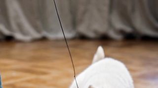 Beautiful cat ???? playing video