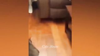 New Funny Animals ???? Funniest Cats and Dogs Videos 2023