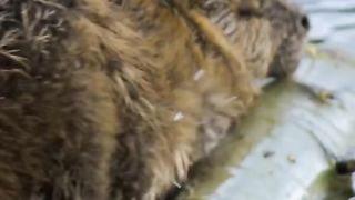 busy beaver