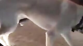 dog putting blanket on baby 2