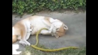 cat-like dog