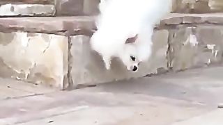 sneaky dog 2