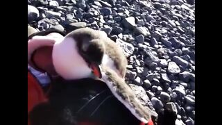 A penguin approaches a lying man