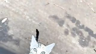 Kitten 5