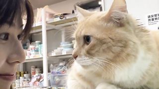 Cute Cat 20
