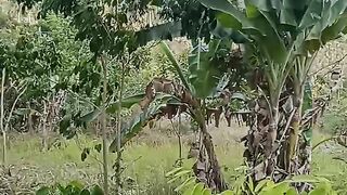 Pemandangan alam 12