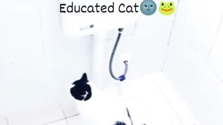 Funniest-animals-videos