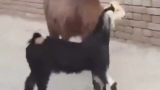 Funny goats