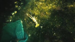 Vietnam's Lobster kingdom! 5000 Floating Lobster Farms - How Do They Even Work