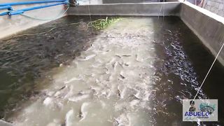 Ep. #16 - SOLUSYON SA AMMONIA NA NAKAKAMATAY SA FISHPOND. PAANO BA NAGKAKAROON NG AMMONIA ANG POND