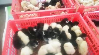 5 Bagay na Mabilis makapag- Paasenso sa Pag-Aalaga ng Manok