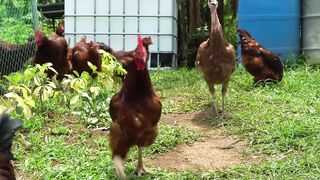 Free Range Chicken - Paano Magsimula_ Data Analyst na Zoom, Naging Farmer Part 1