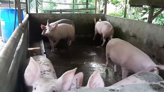 54K KITA SA 7 BABOY _ TIPS at DISKARTE PAANO KUMITA NG MALAKI SA BABUYAN