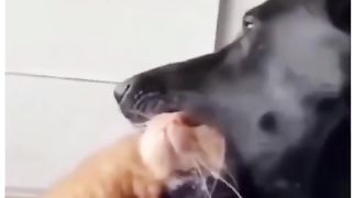 Cat's Revenge