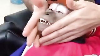 Funny Monkey Viral Video
