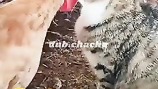 Funny Cat Viral Video