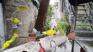 Australian Birds