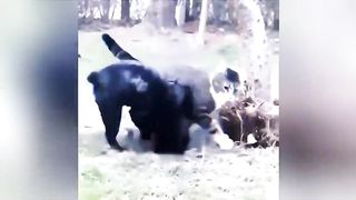 The amazing behaviors of animals when they are drunk, the cat chases the black bear away, and the mouse lets the cat act as a mount! It’s so funny