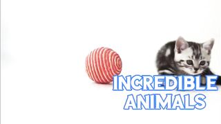 BEST ANIMAL JOKS #6✨ Funny